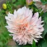 Dahlia X Cafe Au Lait Dinnerplate Dahlia