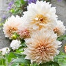Dahlia X Cafe Au Lait Dinnerplate Dahlia