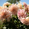 Dahlia X Cafe Au Lait Dinnerplate Dahlia