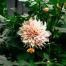 Dahlia X Cafe Au Lait Dinnerplate Dahlia