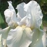 Iris Bulb Germanica Immortality Bearded Iris