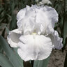 Iris Bulb Germanica Immortality Bearded Iris
