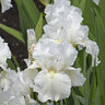 Iris Bulb Germanica Immortality Bearded Iris
