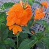 Crossandra infundibuliformis Firecracker Plant