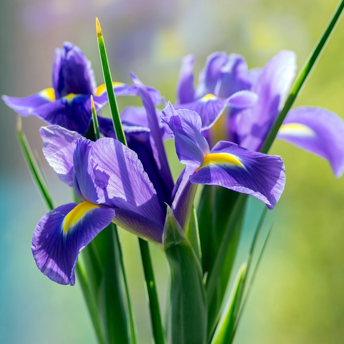 Iris Bulb Hollandica Sapphire Beauty Dutch Iris SiteOne US