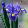 Iris Bulb Hollandica Sapphire Beauty Dutch Iris