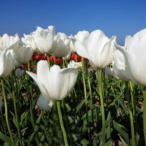 Tulipa Bulb Single Late Clearwater Tulip Each