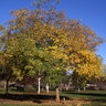 Sophora Japonica Regent Japanese Pagoda Tree
