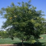Sophora Japonica Regent Japanese Pagoda Tree