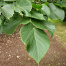 Tilia Americana Boulevard American Linden
