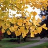 Ginkgo Biloba Halka Maidenhair Tree