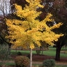 Ginkgo Biloba Halka Maidenhair Tree