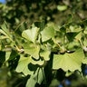 Ginkgo Biloba Halka Maidenhair Tree