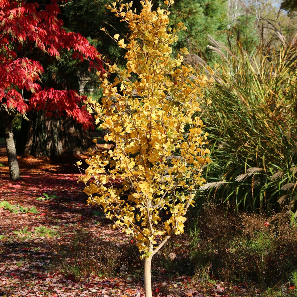 Ginkgo Biloba Goldspire Maidenhair Tree | SiteOne US