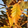 Quercus Bicolor Bonnie and Mike Beacon Oak