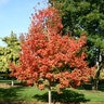 Acer Saccharum John Pair Sugar Maple