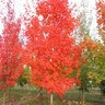 Acer saccharum Autumn Fest Sugar Maple