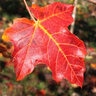 Acer Saccharum Oregon Trail Sugar Maple