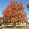 Acer Saccharum Oregon Trail Sugar Maple