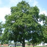Acer Saccharum Oregon Trail Sugar Maple