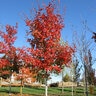 Acer Grandidentatum Mesa Glow Bigtooth Maple
