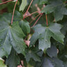 Acer Grandidentatum Mesa Glow Bigtooth Maple