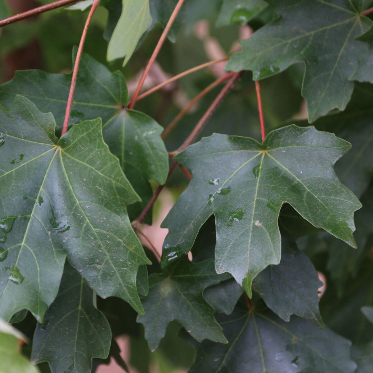 Acer Grandidentatum Mesa Glow Bigtooth Maple | SiteOne US