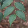 Zelkova Serrata Zileration Japanese Zelkova
