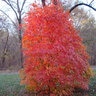 Acer Saccharum Powder Keg Sugar Maple
