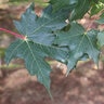 Acer Saccharum Powder Keg Sugar Maple