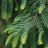 Metasequoia Glyptostroboides Jade Prince Dawn Redwood
