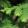 Metasequoia Glyptostroboides Jade Prince Dawn Redwood