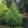 Metasequoia Glyptostroboides Jade Prince Dawn Redwood