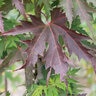 Acer Saccharinum Symatree® Sugar Maple
