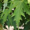 Acer Saccharinum Symatree® Sugar Maple