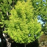 Acer Saccharinum Symatree® Sugar Maple