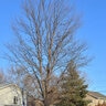Gleditsia Triacanthos Northern Sentinel Honeylocust