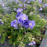 Polemonium X Hurricane Ridge Jacob's Ladder