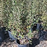 Cotoneaster Acutifolius Peking Cotoneaster
