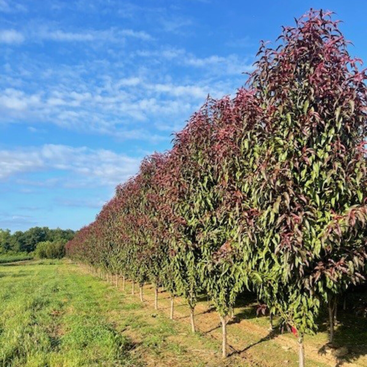Prunus Persica Corinthian Rose Flowering Peach | SiteOne