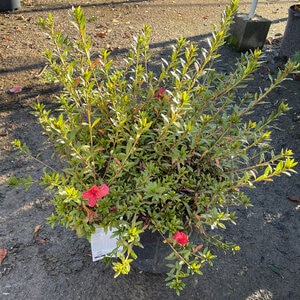 Rhododendron X Flame Creeper Azalea
