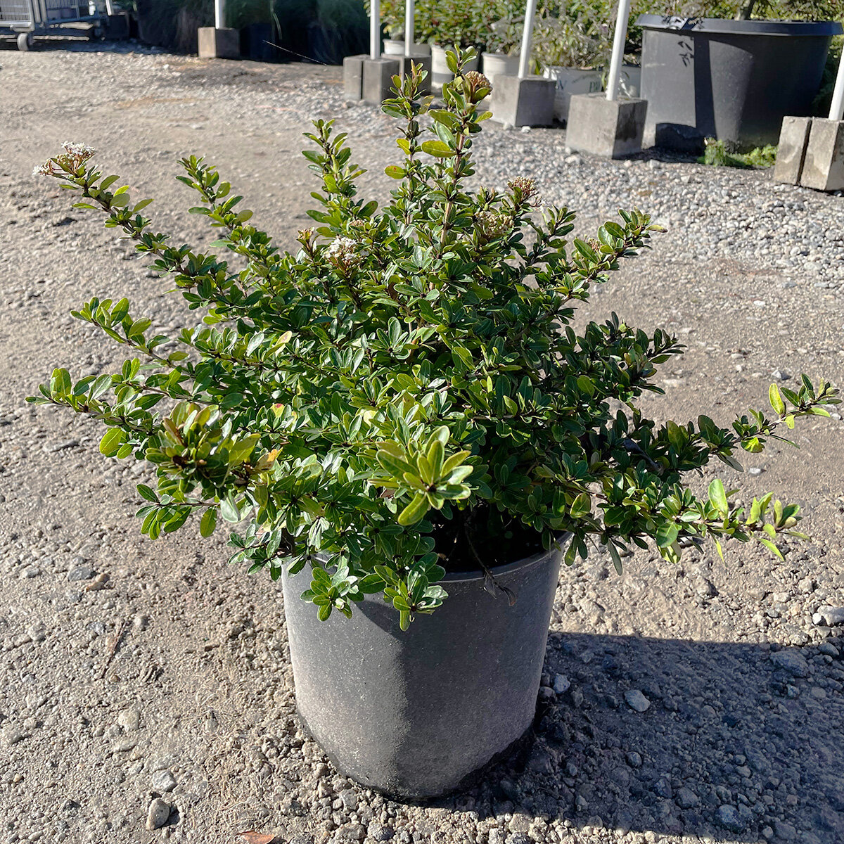 Viburnum Obovatum Reiflers Dwarf Walter Viburnum | SiteOne US