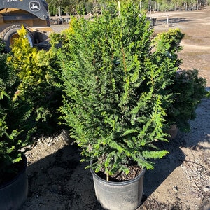 Chamaecyparis Obtusa Filicoides Compacta Dwarf Fernspray Hinoki Falsecypress