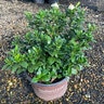 Gardenia Jasminoides ScentAmazing Cape Jasmine