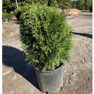 Thuja Occidentalis Tom Thumb Arborvitae