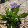 Stokesia Laevis Divinity Stokes Aster