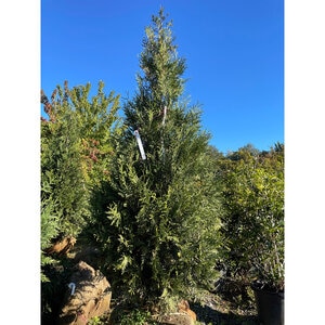 Thuja Plicata Everyst Western Cedar
