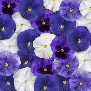 Viola x wittrockiana Delta Pro Cool Waters Mixture Pansy 18 Count Flat