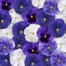 Viola X Wittrockiana Delta Pro Cool Waters Mixture Pansy
