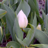 Tulipa Bulb Triumph Royal Virgin Tulip